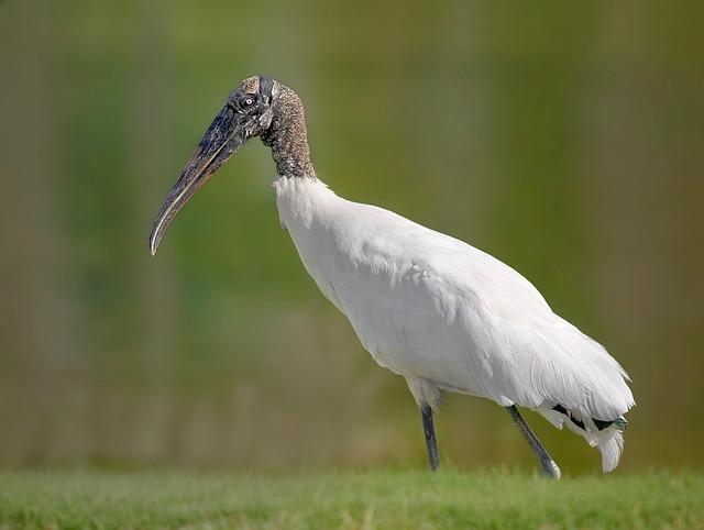 Holzstorch, Storch, Vogel, Tiere, Federn