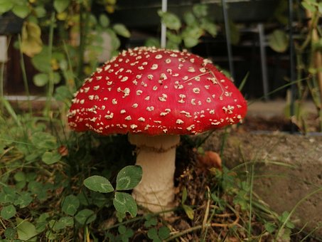 Natur, Wald, Boden, Waldboden, Pilz