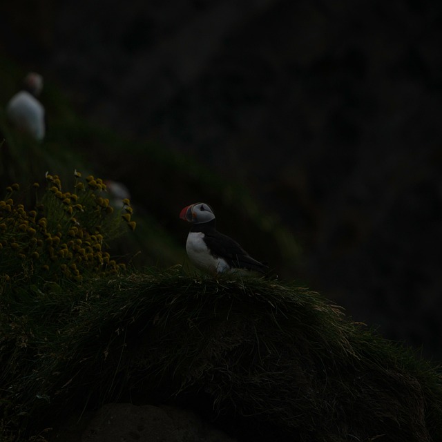 Island, Puffin, Vták, Príroda, Tučniak