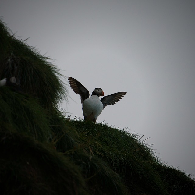 Island, Puffin, Vták, Príroda, Tučniak