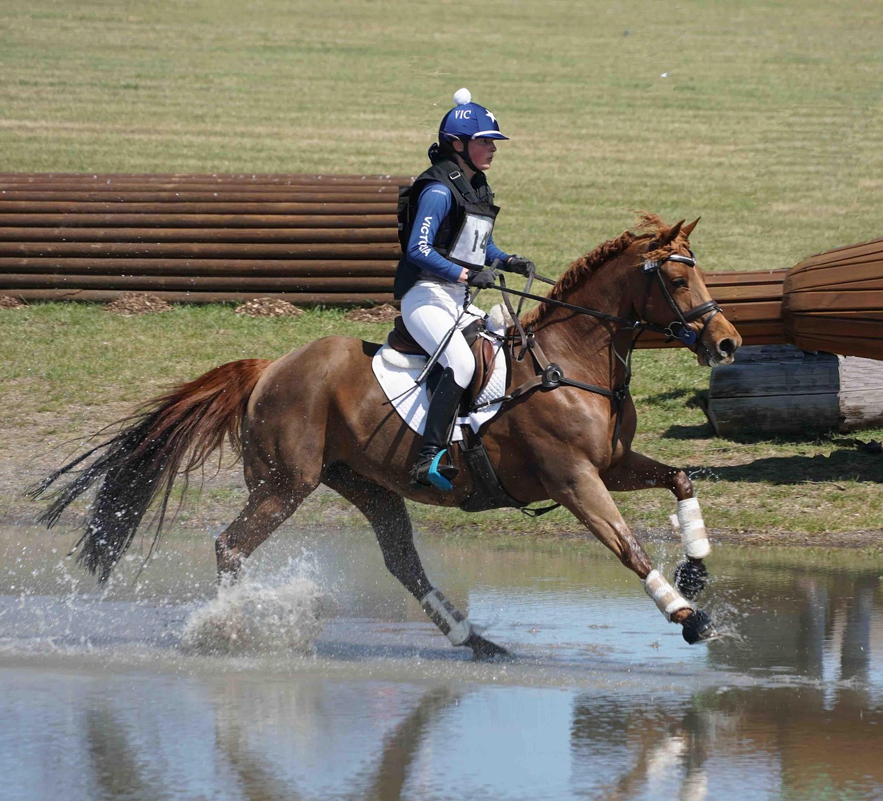 Equestrian Cross Country Horse - Free photo on Pixabay
