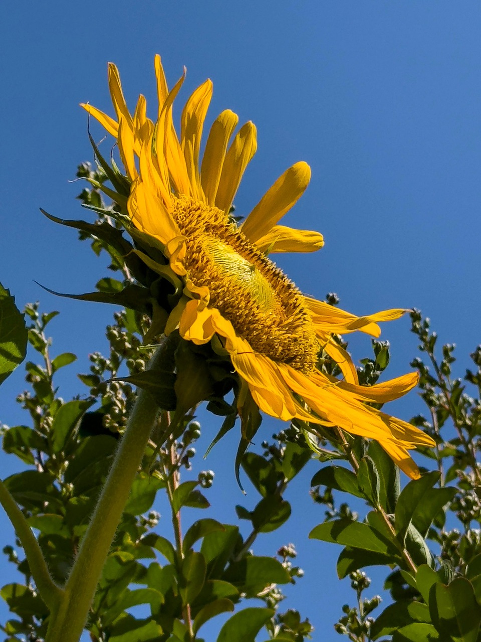 Sunflower Nature Flower - Free photo on Pixabay
