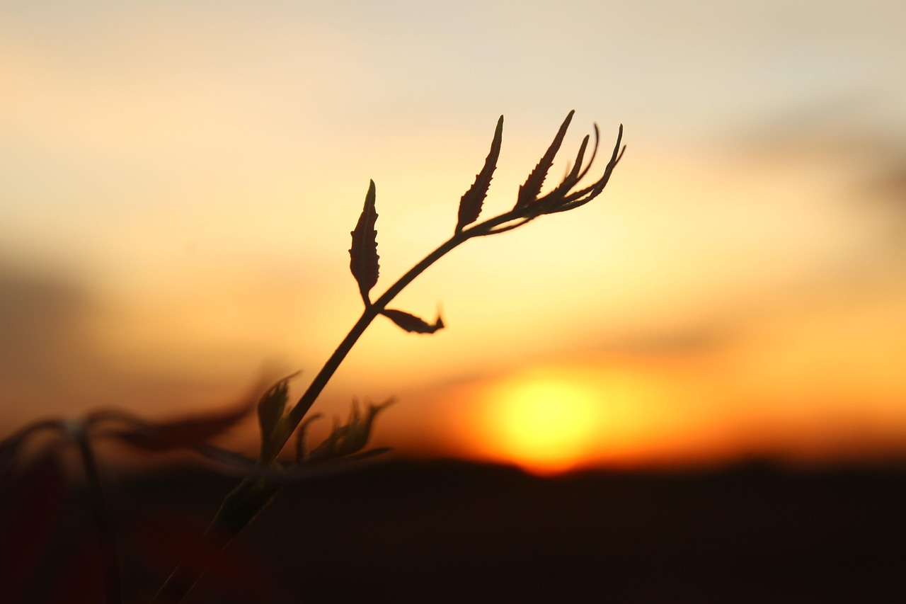 Sunrisevibes Morningwalk Free Photo On Pixabay