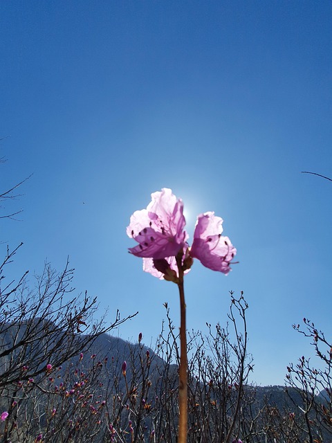 Free Flower Azalea photo and picture