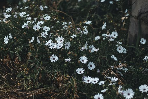 Free Flower Bloom photo and picture
