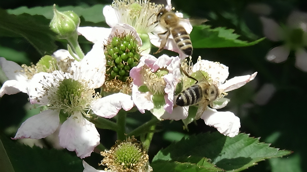 Free Bee Nature illustration and picture