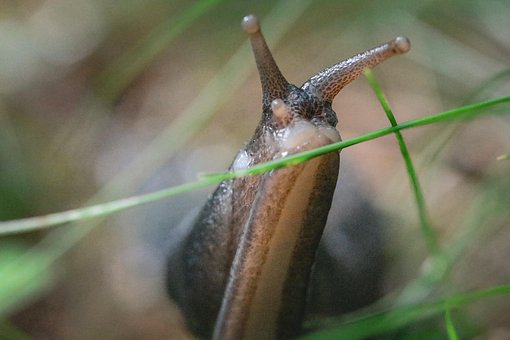 Free Nudibranch Snail photo and picture
