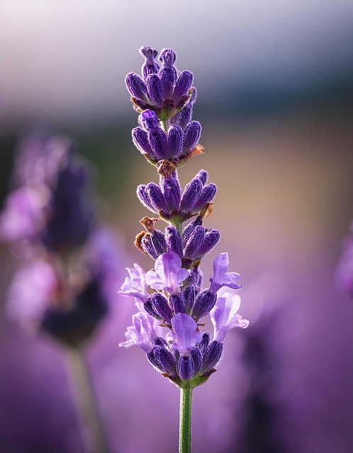 Free ai generated lavender flower illustration