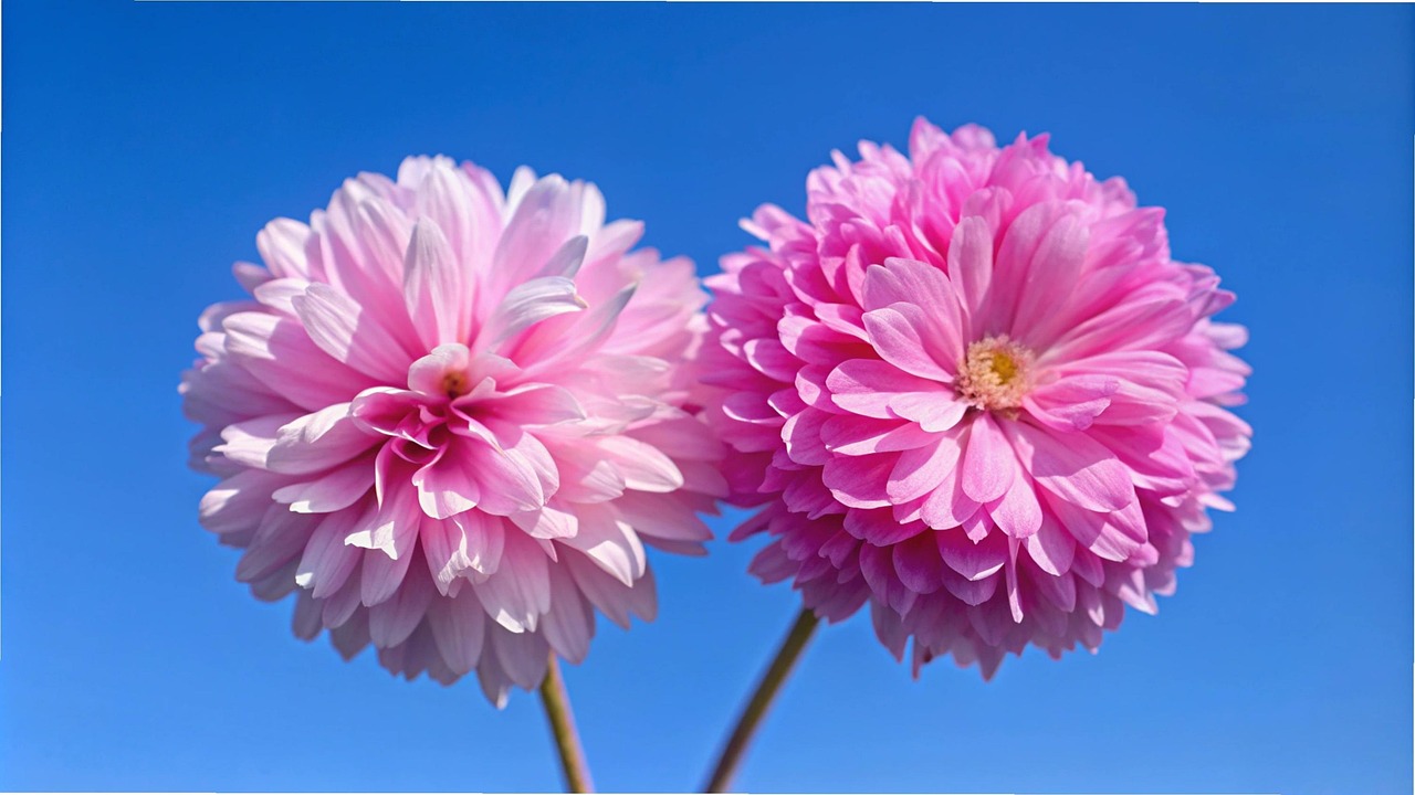 Flower Nature Bloom - Free photo on Pixabay
