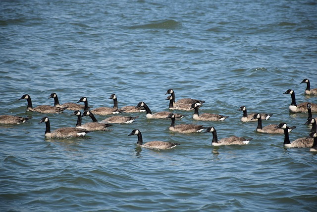 Canadese Gans, Ganzen, Kudde, Gans