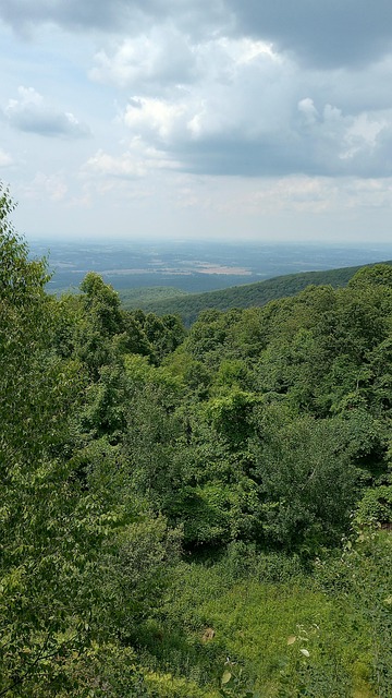 Free Forest Sky photo and picture