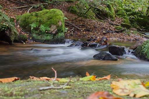 Stroom, Woud, Palts Woud, Palts, Natuur