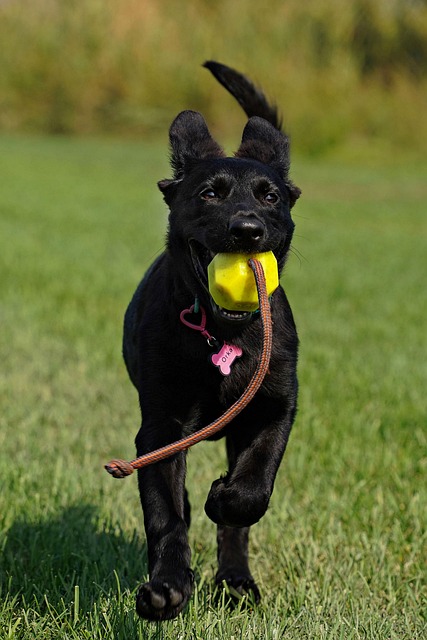 Svart Hund, Ball, Hund