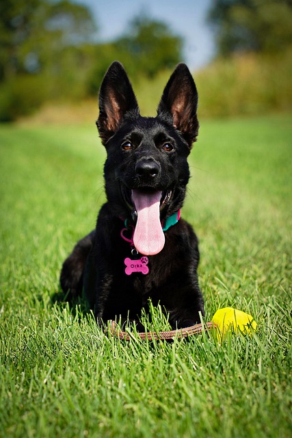 Tyskeren Shepherd, Natur, Hund, Plen