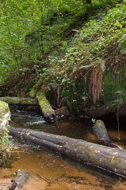 Beek, Natuur, Water, Stroom, Woud, Bomen