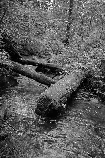 Dood Hout, Stam, Tak, Mos, Woud, Natuur
