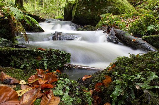 Beek, Stroom, Water, Woud, Natuur