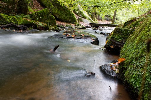 Beek, Woud, Stroom, Natuur, Palts