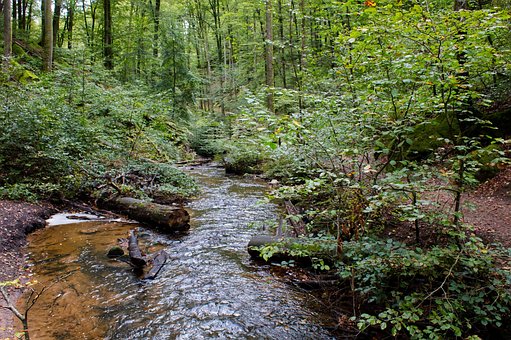 Woud, Natuur, Water, Beek, Stroom, Palts