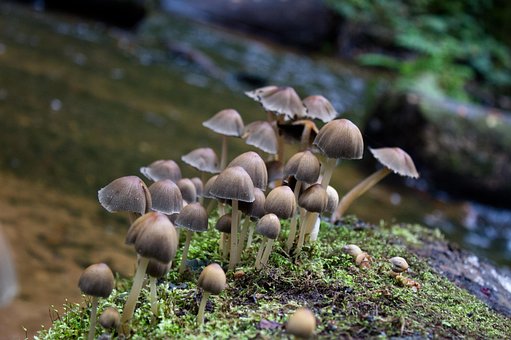 Paddestoelen, Woud, Bos Paddestoelen