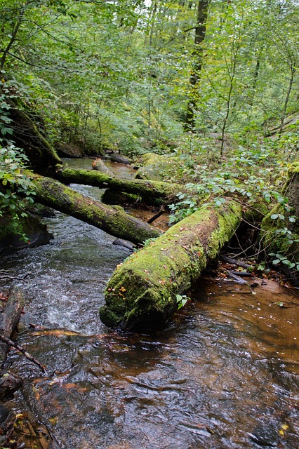 Boomstam, Mos, Water, Natuur, Woud