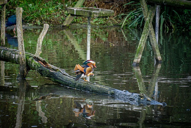 Free Bird Water photo and picture