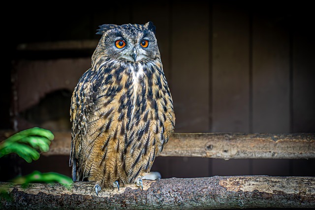 Free Owl Bird Park Niendorf photo and picture