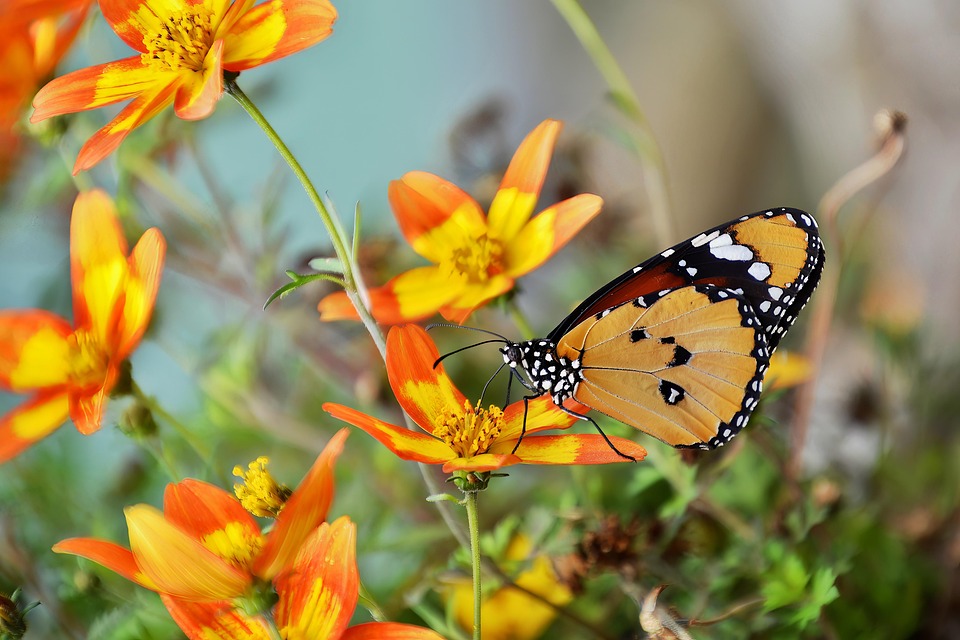 Butterfly Insect Insects Flying - Free photo on Pixabay