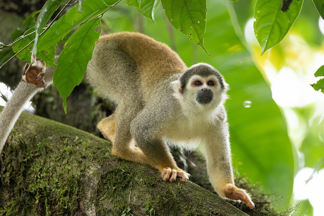 Download free HD stock image of Squirrel Monkey Monkey Free Squirrel Monkey Monkey photo and picture