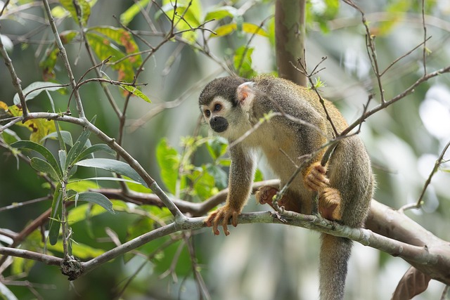 Free Squirrel Monkey Monkey photo and picture