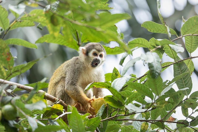 Free Squirrel Monkey Monkey photo and picture