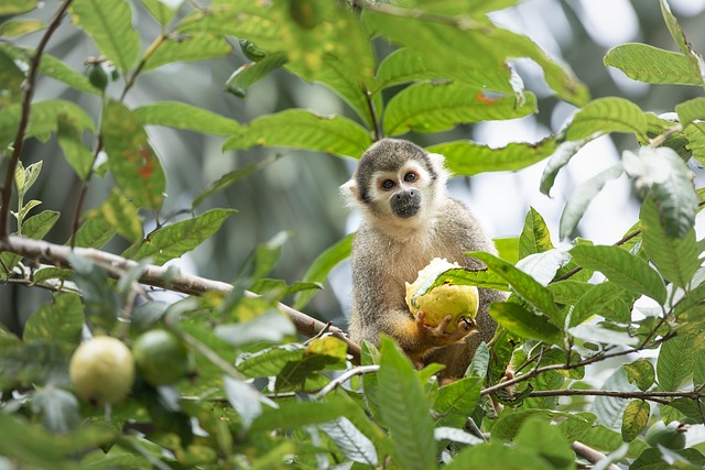 Free Squirrel Monkey Monkey photo and picture