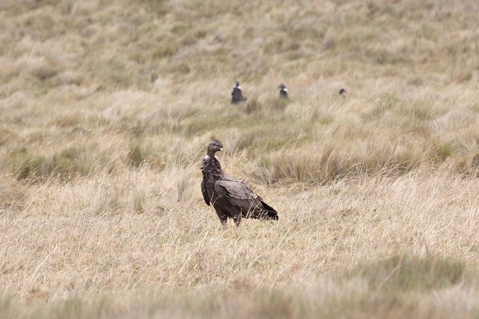 Condor Condors Raptor - Free photo on Pixabay