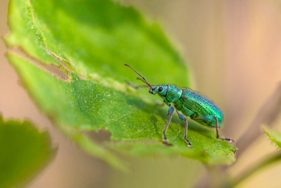 Filbert Weevil Insect Nettle Weevil Beetle Insect - Free photo on Pixabay