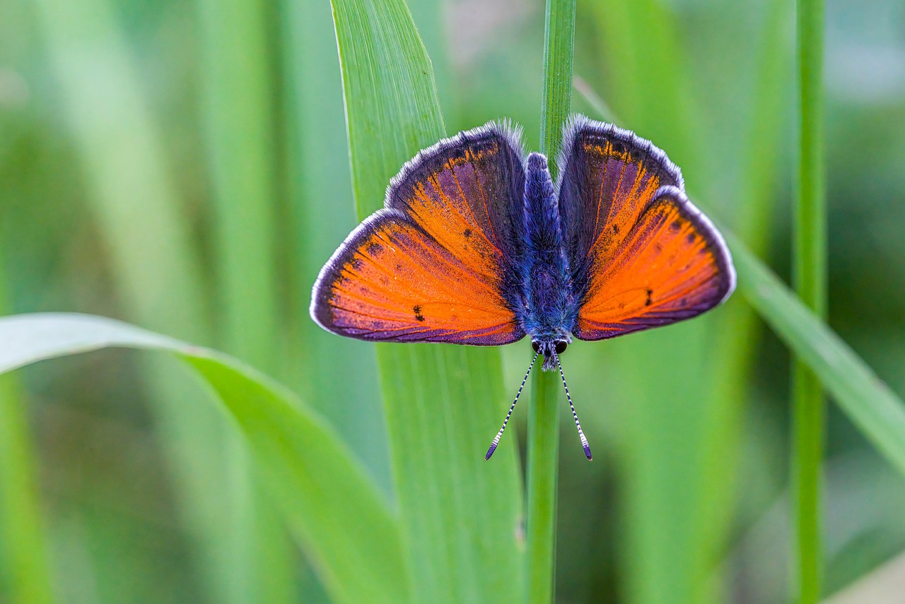 Purple-Edged Copper Butterfly - Free photo on Pixabay
