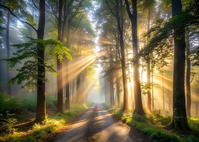 Free ai generated forest trail illustration