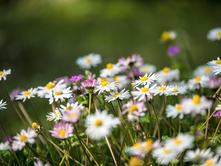 Tusindfryd, Smukke Blomster