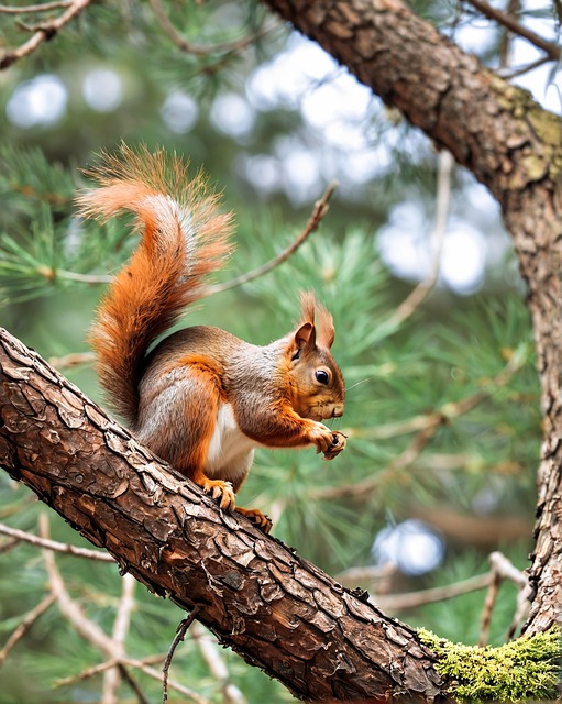 Free Squirrel Animal photo and picture