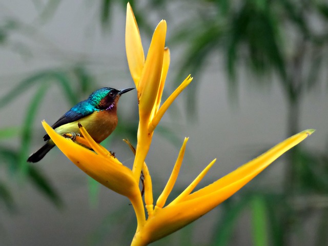 Heliconia, Vták, Zviera, Perie, Operenie