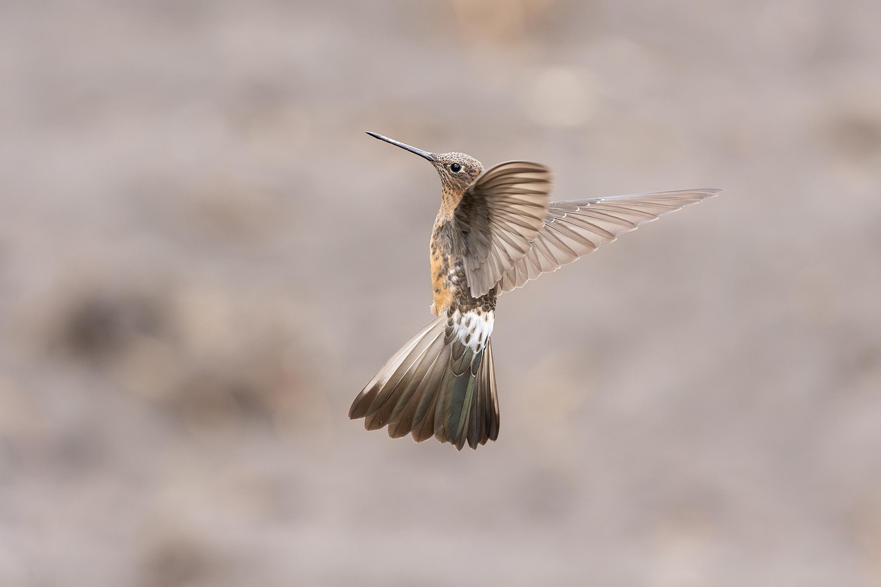 Giant Hummingbird Bird - Free photo on Pixabay