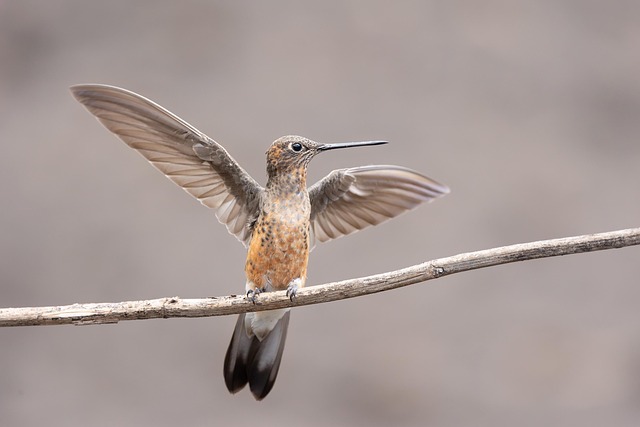 Hummingbird images