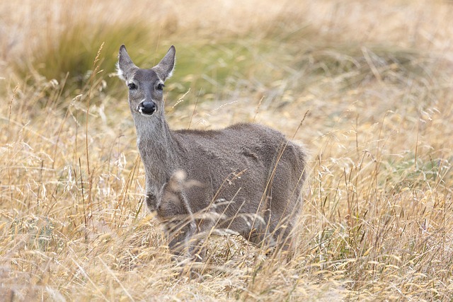 Free Virginia Deer Deer photo and picture