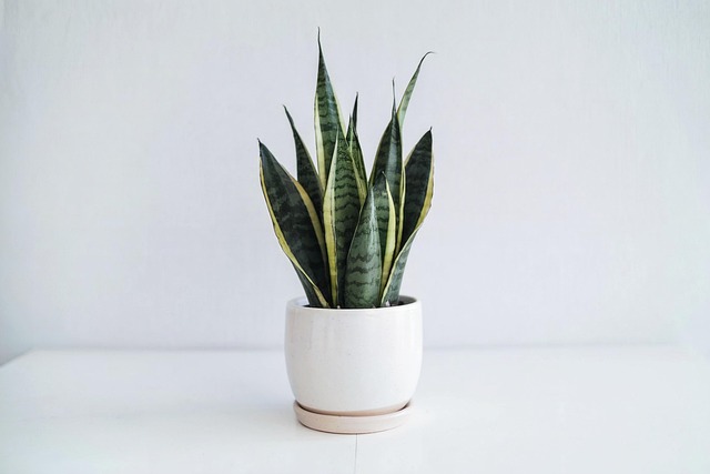 Free Ai Generated Plant illustration and picture