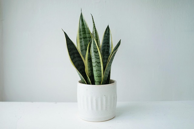 Free Ai Generated Snake Plant illustration and picture