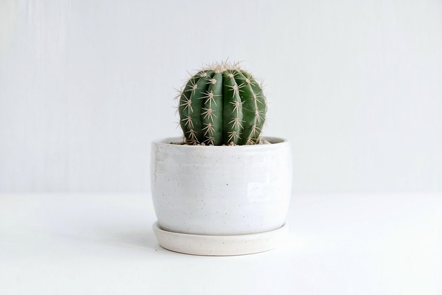 Free Ai Generated Cactus illustration and picture