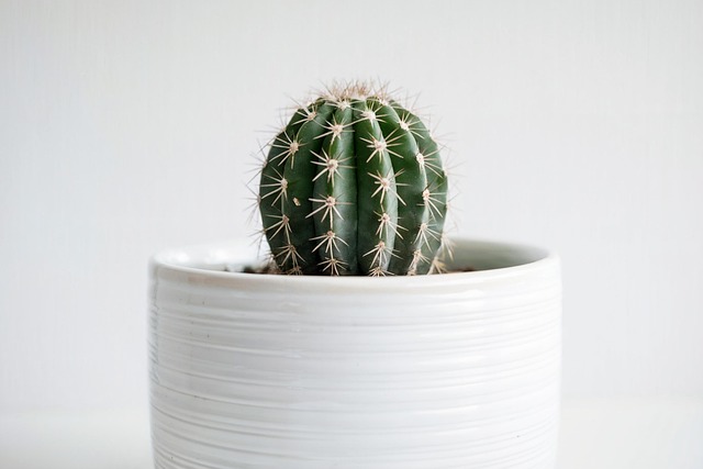 Free Cactus Sitting illustration and picture