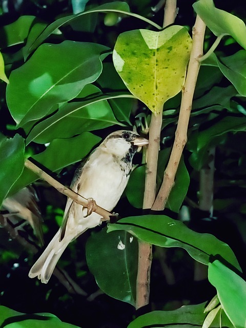 Free Bird Sparrow photo and picture