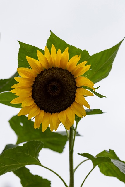 Solsikke, Natur, Blomstre, Blomst, Flora