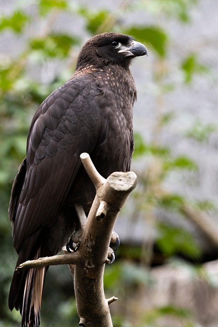 Falkland Caracara, Fugl, Dyr, Fjer