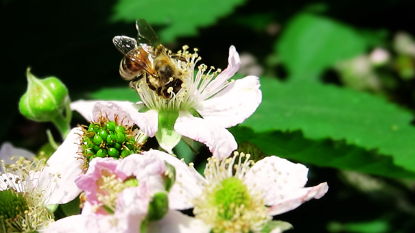 Free Bee Insect photo and picture
